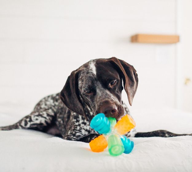 Outward Hound Triple Jack Köpek Oyuncağı resmi