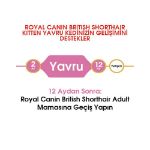 Picture of Royal Canin Kitten British Shorthair Yavru Kedi Maması 2Kg