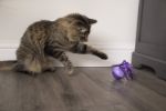 SmartyKat Twirly Top Hareketli Dönen Top Kedi Oyuncağı resmi