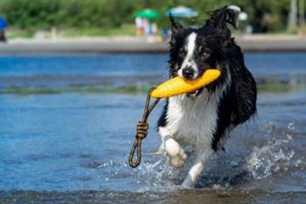 Picture of Parçalanmaz Yüzen Köpek Oyuncağı Fırlat At Torpil Mini Turuncu