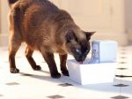 Picture of Petsafe Aqua Cube Kedi ve Köpek Su Pınarı 1,2 Lt