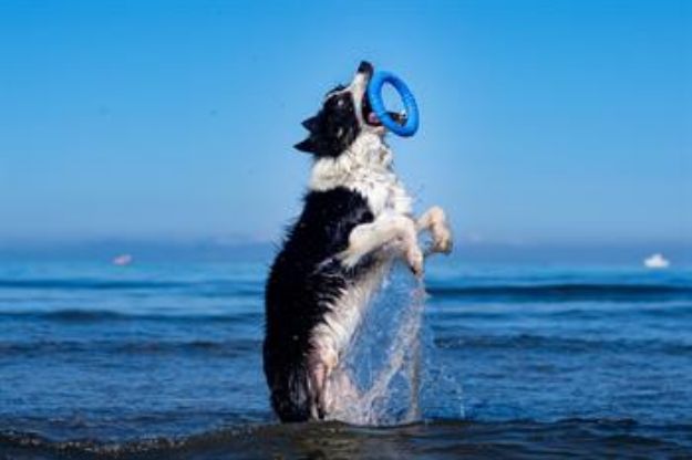 Kiwi Walker Dayanıklı Yüzen Köpek Oyuncağı Ring Mini Pembe resmi