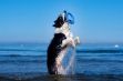 Picture of Kiwi Walker Dayanıklı Yüzen Köpek Oyuncağı Ring Mini Yeşil