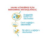 Picture of Royal Canin Pug Junior Yavru Köpek Maması 1.5 Kg