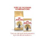 Picture of Royal Canin British Shorthair Kedi Maması 10 kg