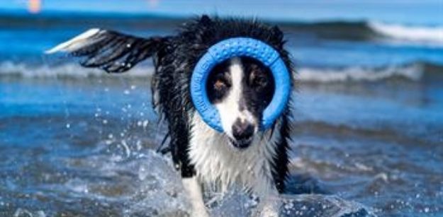 Picture of Kiwi Walker Dayanıklı Yüzen Köpek Oyuncağı Halka Maxi Yeşil