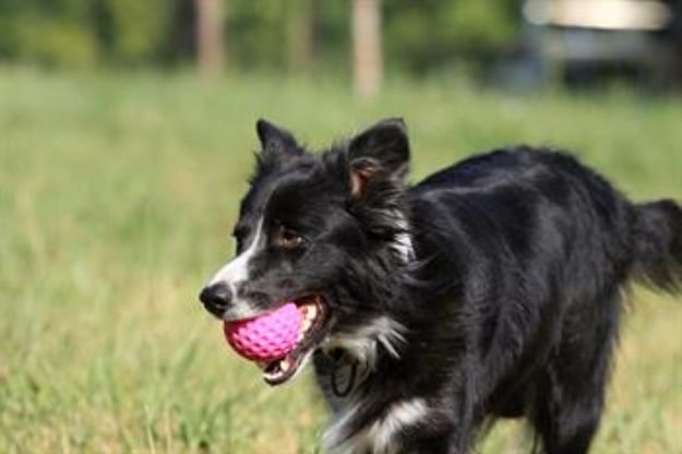 Picture of Kiwi Walker Dayanıklı Yüzen Köpek Oyuncağı Ball Mini Pembe