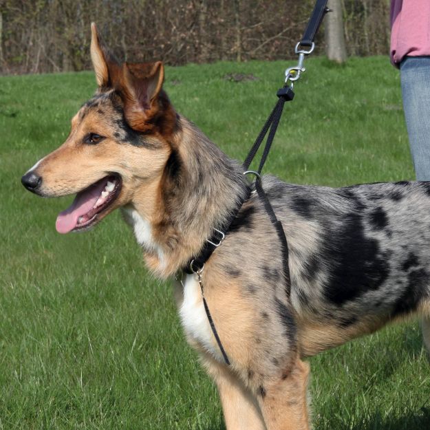 Picture of Trixie Köpek Yürüme Eğitim Tasması S27–36Cm/20Mm