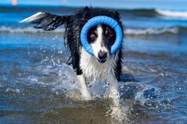 Kiwi Walker Dayanıklı Yüzen Köpek Oyuncağı Halka Maxi Turuncu resmi