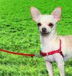 Picture of PetSafe Easy Walk Harness Kırmızı Köpek Göğüs Tasması XSmall 30-40 cm