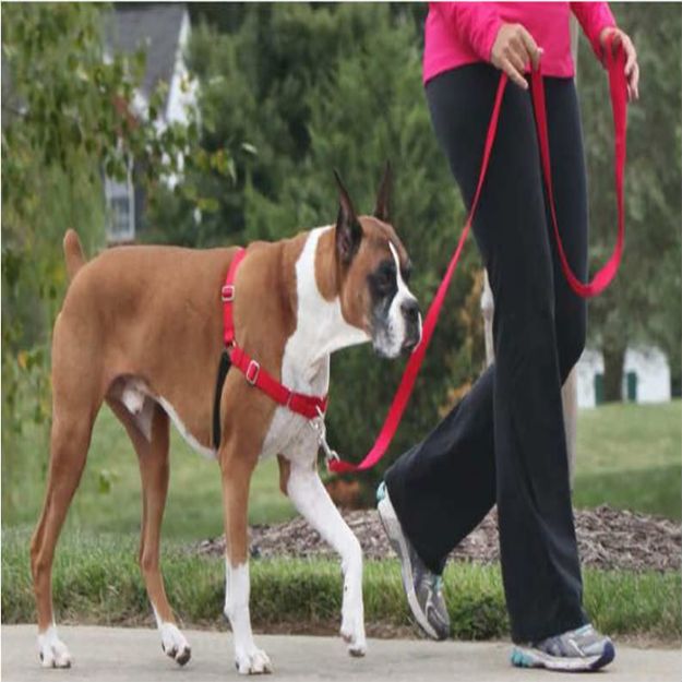PetSafe Easy Walk Harness Kırmızı Köpek Göğüs Tasması XLarge 86-117 cm resmi
