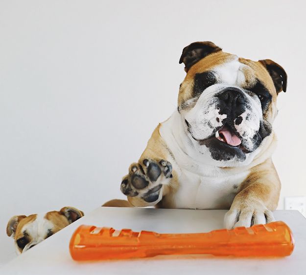 Outward Hound Bionic Stick Köpek Kemirme Oyuncağı S resmi