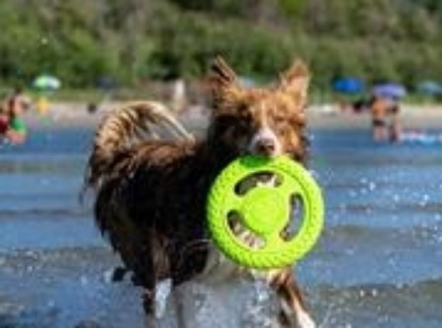 Kiwi Walker Dayanıklı Yüzen Köpek Oyuncağı Frizbi Mini Yeşil resmi