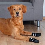 Trixie Köpek Çorabı Kaymaz XLarge 2 Adet Siyah resmi