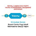 Picture of Royal Canin Pug Junior Yavru Köpek Maması 1.5 Kg