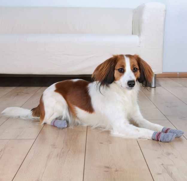 Picture of Trixie Köpek Çorabı Small - Medium