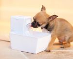 Picture of Petsafe Aqua Cube Kedi ve Köpek Su Pınarı 1,2 Lt