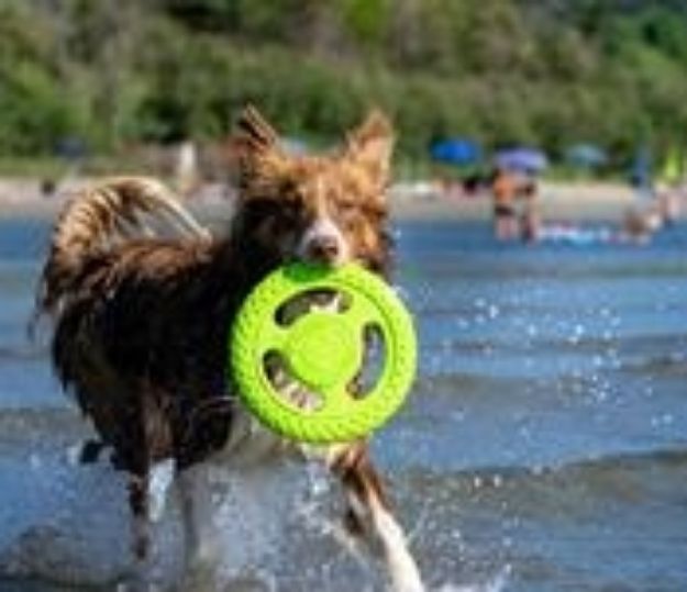 Kiwi Walker Dayanıklı Yüzen Köpek Oyuncağı Frizbi Mini Turuncu resmi