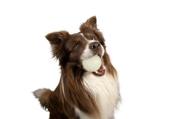 Kiwi Walker Fosforlu Dayanıklı Yüzen Köpek Oyuncağı Maxi Top resmi