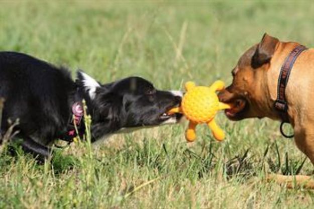 Kiwi Walker Parçalanmaz Yüzen Köpek Oyuncağı Ahtapot Maxi Mavi resmi