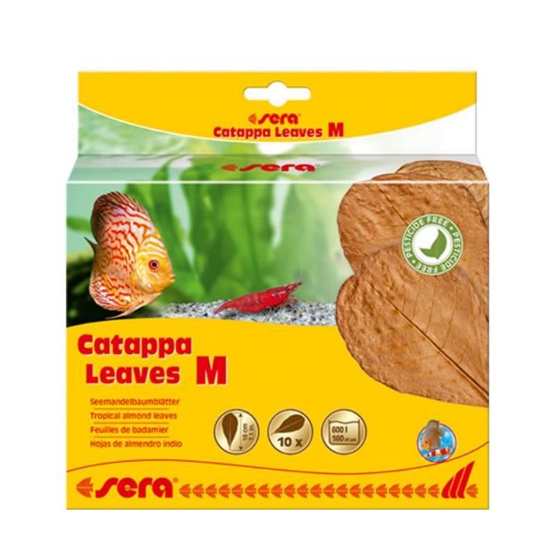 Picture of Sera Catappya Yaprağı M 18 Cm 10 Yaprak