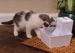 Picture of Petsafe Aqua Cube Kedi ve Köpek Su Pınarı 1,2 Lt