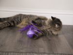 SmartyKat Twirly Top Hareketli Dönen Top Kedi Oyuncağı resmi