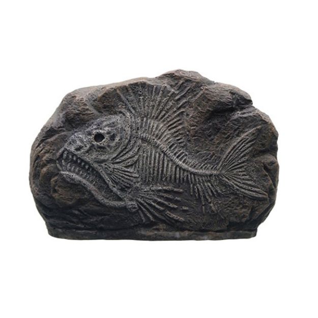 Marina Dekoratif Fosil Tiger Fish 10.2x3x7 Cm resmi