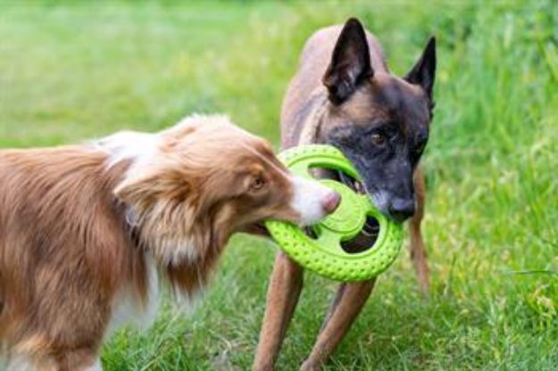 Picture of Kiwi Walker Dayanıklı Yüzen Köpek Oyuncağı Frizbi Maxi Turuncu
