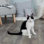 Picture of Trixie Kedi Otlu Balonlar 120 Ml