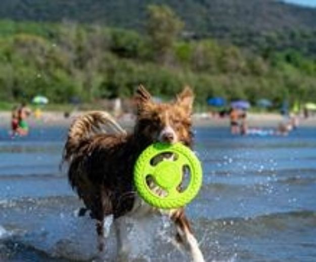 Picture of Kiwi Walker Dayanıklı Yüzen Köpek Oyuncağı Frizbi Mini Mavi