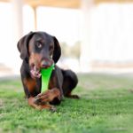 Outward Hound Bionic Urban Stick Medium Yeşil Köpek Oyuncağı resmi