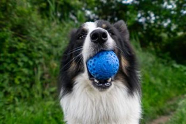 Kiwi Walker Parçalanmaz Yüzen Köpek Oyuncağı Sert Top Maxi Yeşil resmi