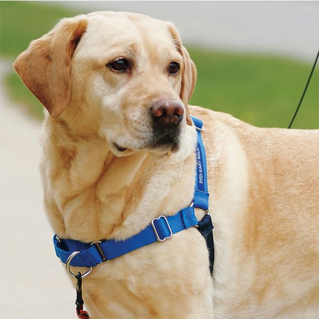 Picture of PetSafe Deluxe Easy Walk Harness Mavi Köpek Göğüs Tasması Medium 51-71 cm