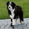 Picture of Trixie Köpek Yürüyüş Botu Medium 2 adet