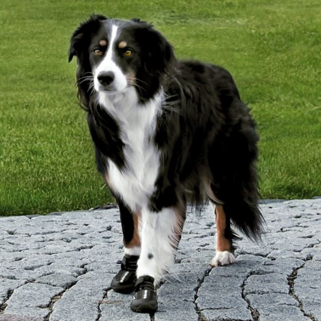 Picture of Trixie Köpek Yürüyüş Botu Medium 2 adet