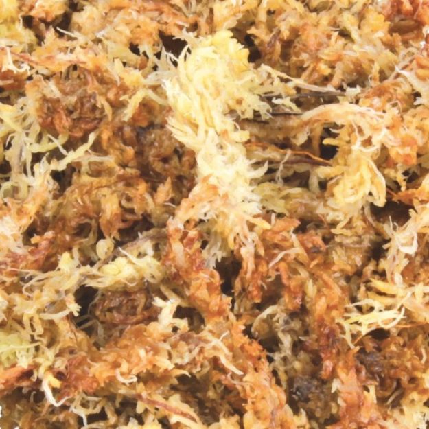Picture of Trixie Sürüngen Tabanı için Bataklık Yosunu 4,5 lt